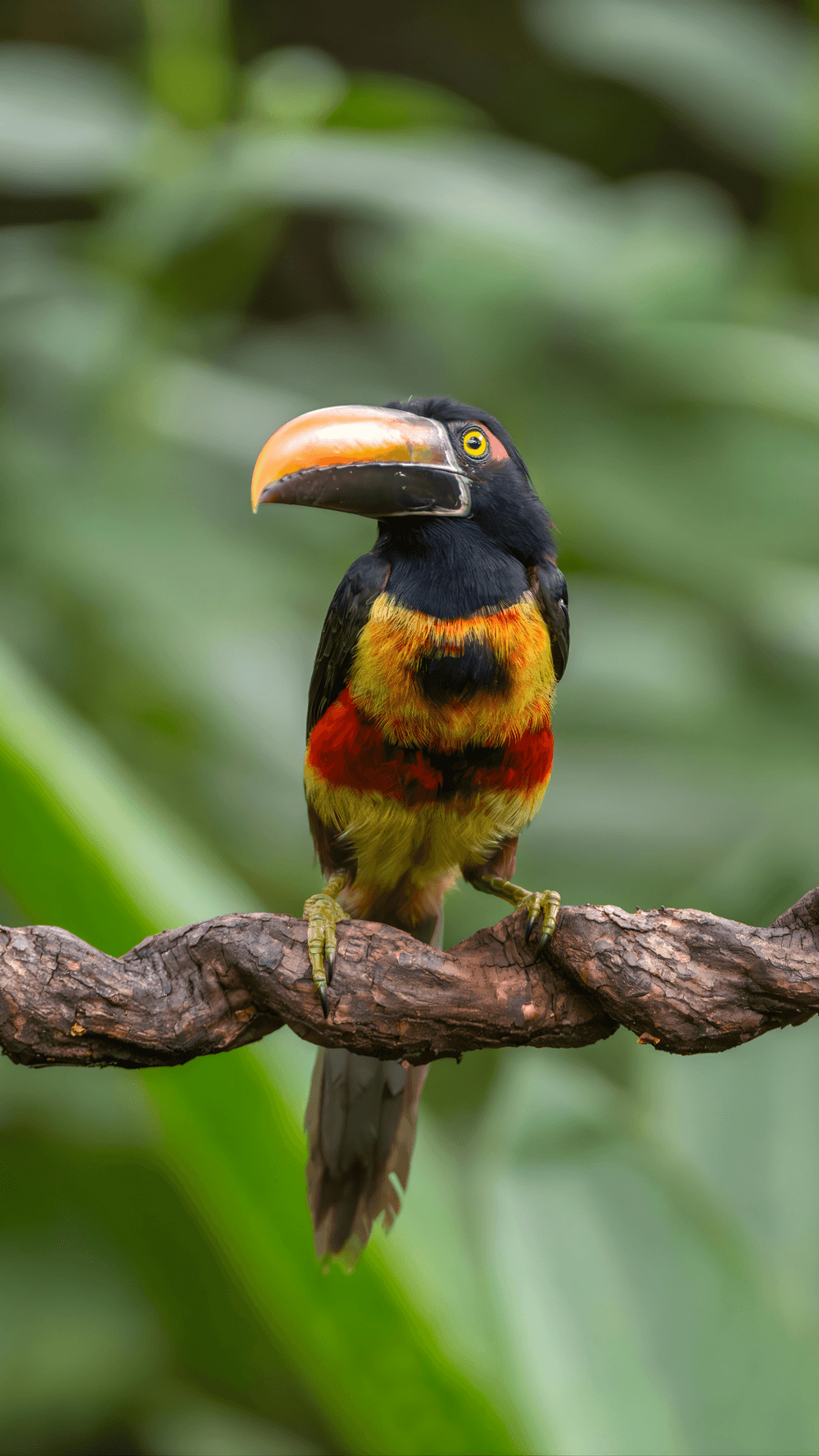 Collared aracari on a branch