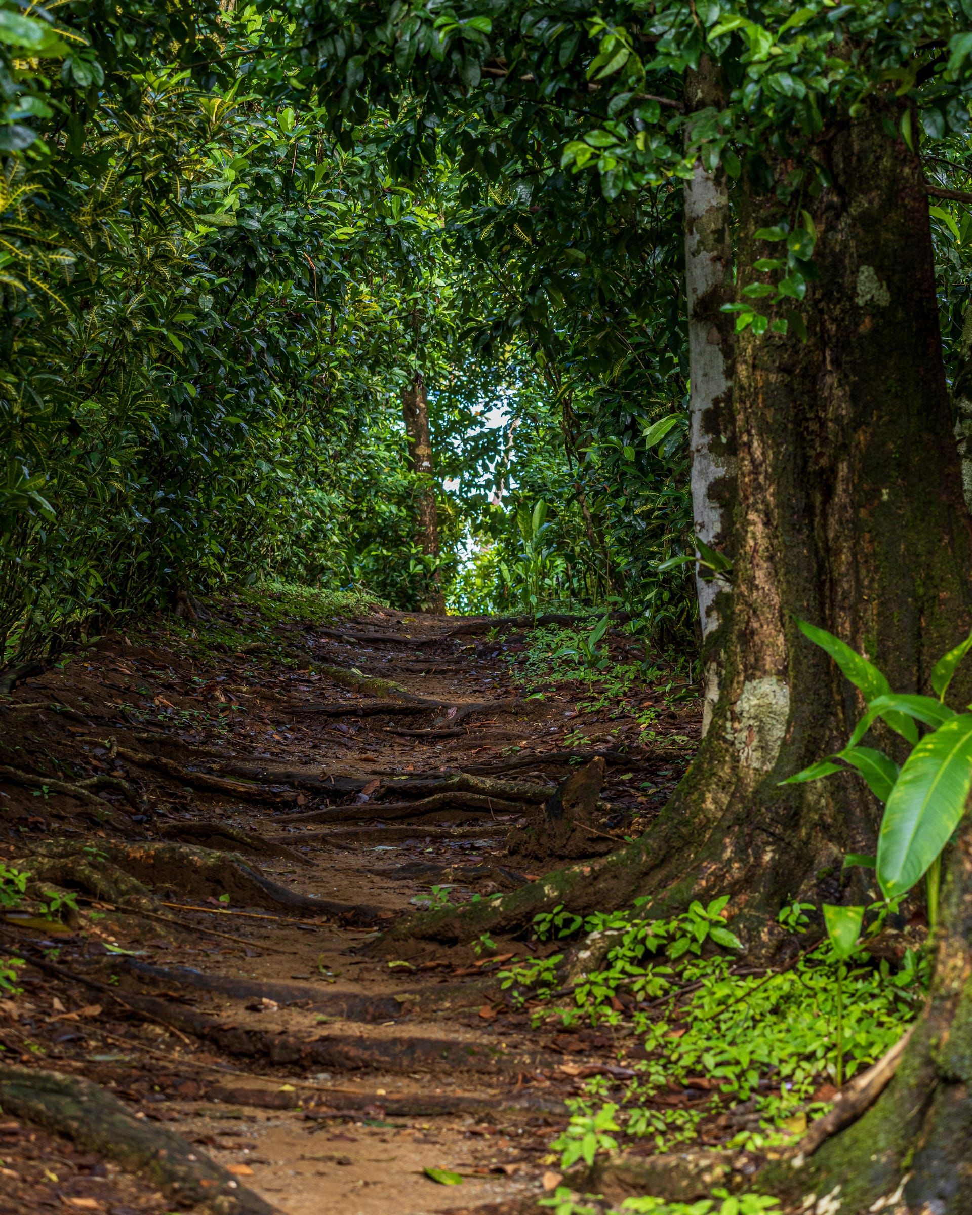 A forest trail with roots and tall trees