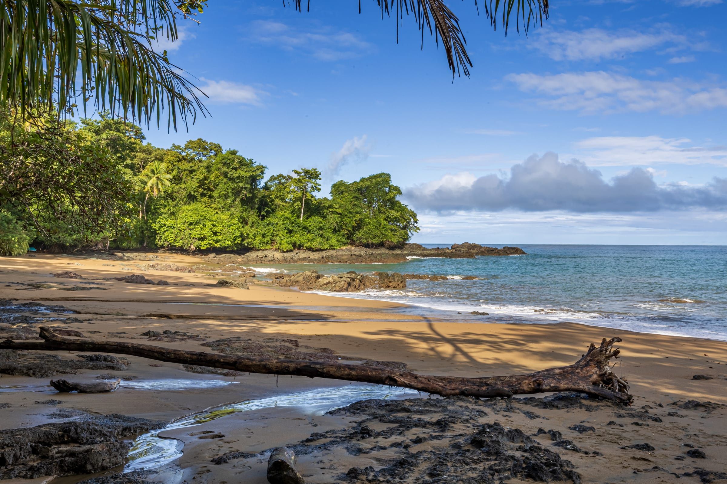 Driftwood on a sandy beach framed by palms and forest