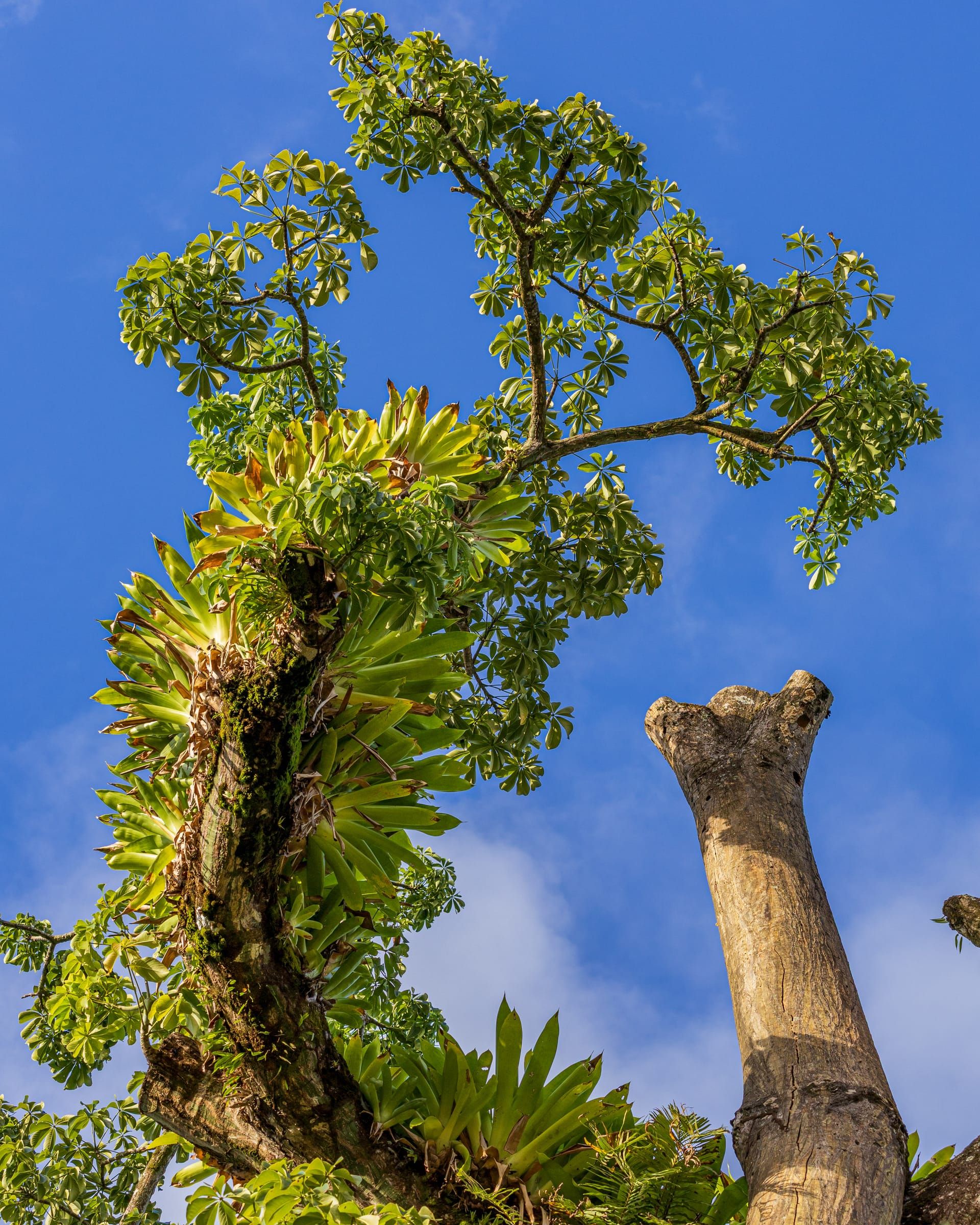 Bromeliads growing on a branch against a blue sky