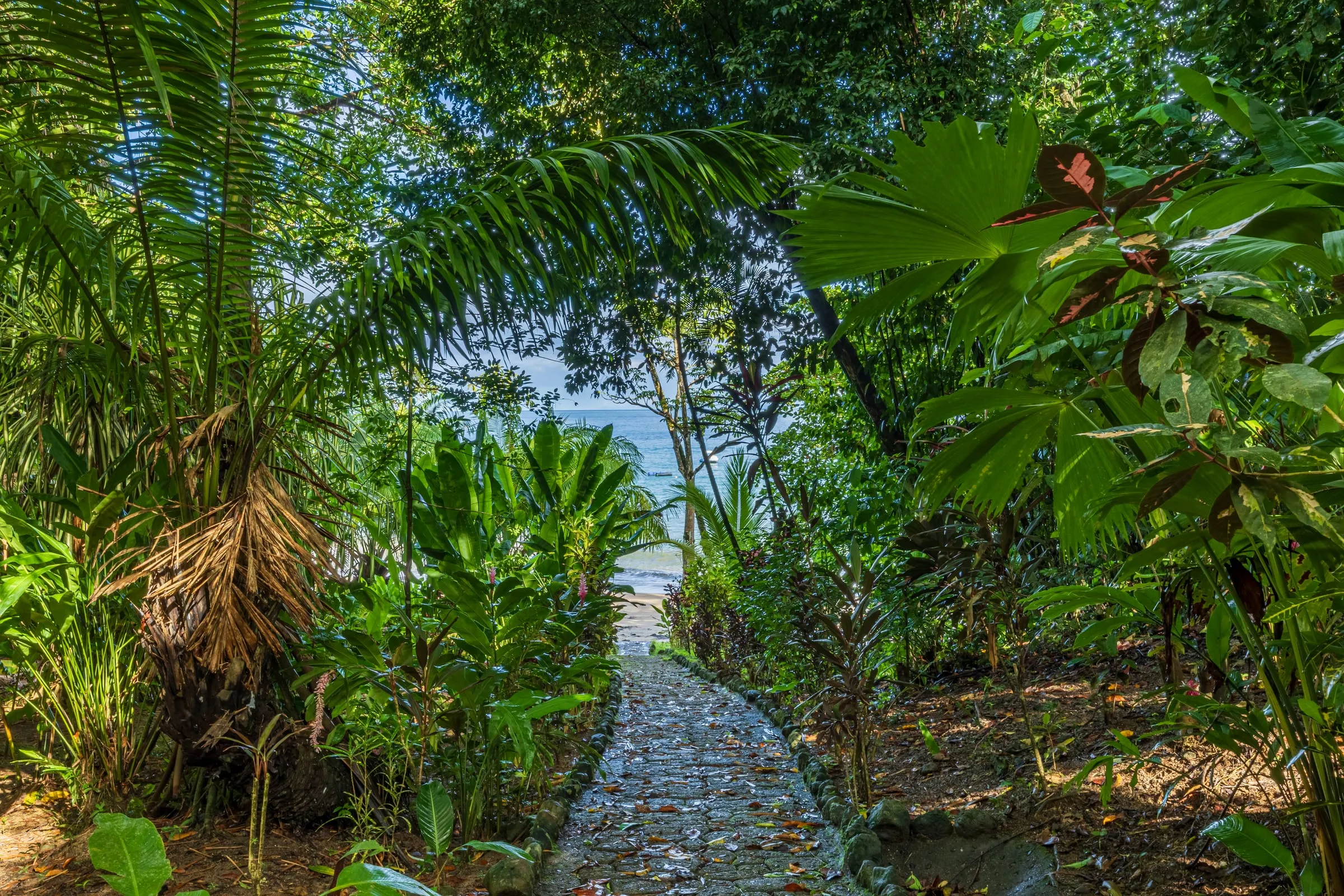 Un sendero de piedra entre el bosque costero hacia el mar