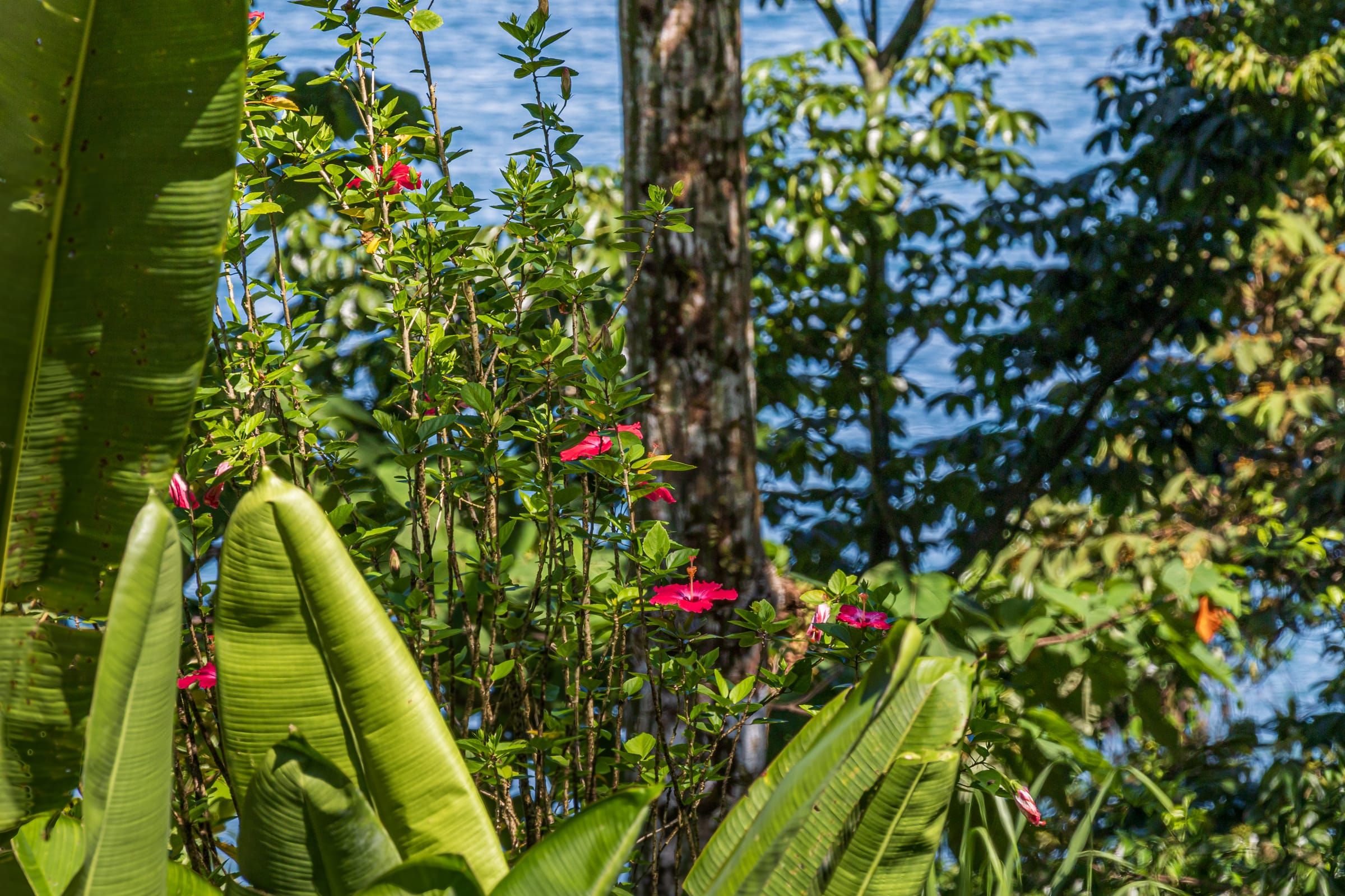 Red flowers and banana leaves in the garden, with the sea behind