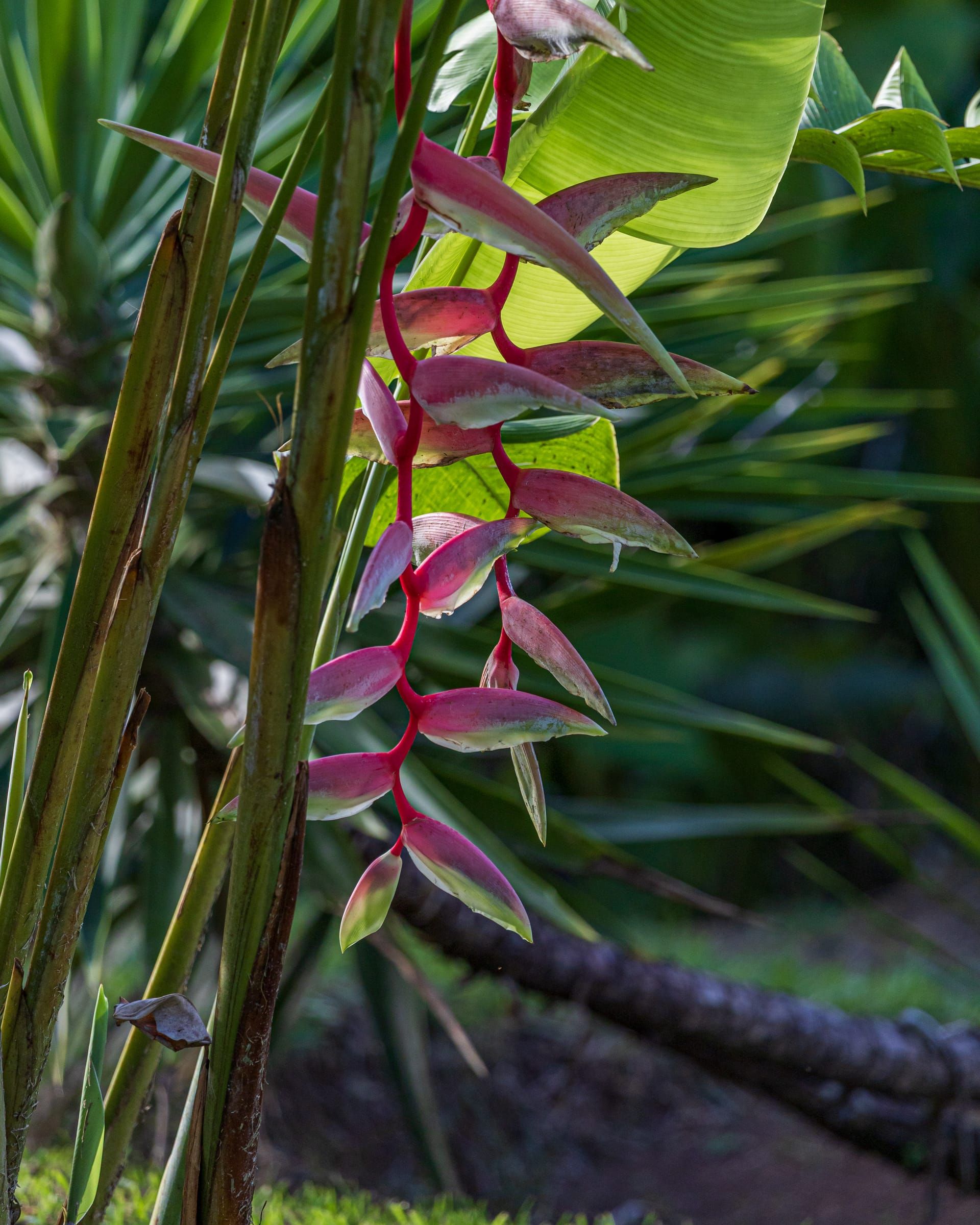 A hanging heliconia flower in the garden