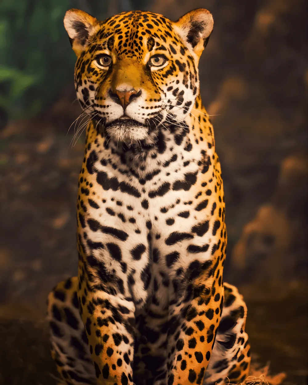 Jaguar, uno de los felinos silvestres del Parque Nacional Corcovado