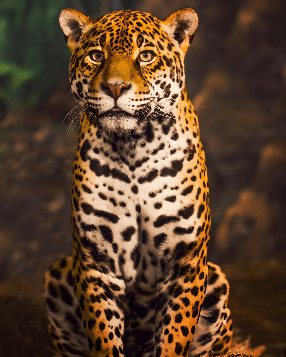 Jaguar, one of the wild cats of Corcovado National Park