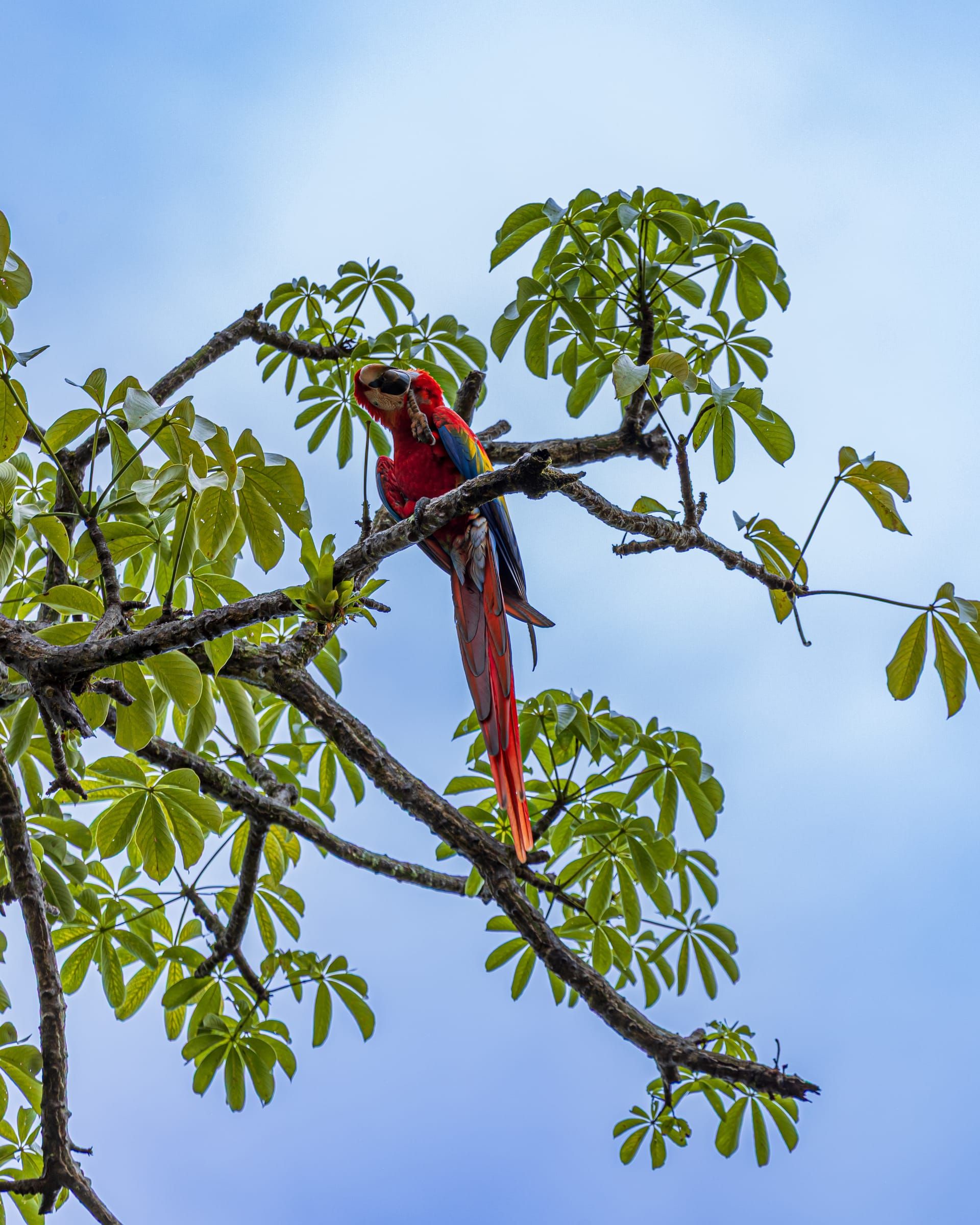 Scarlet macaw perched in a tree