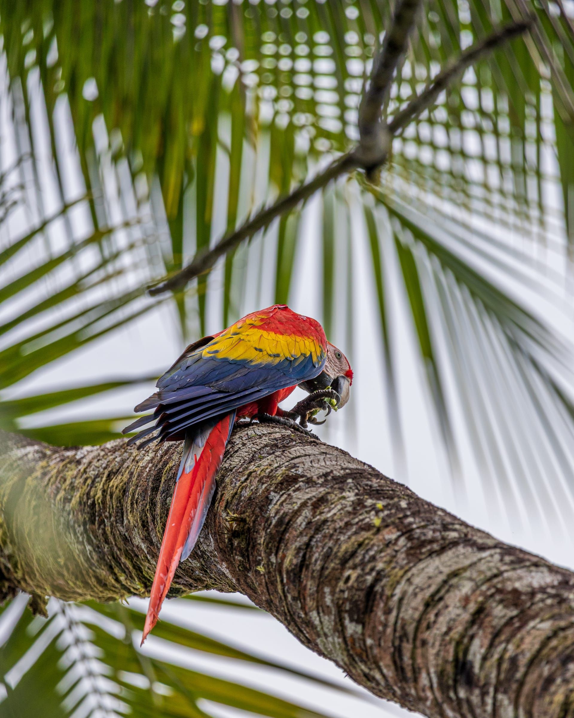 Scarlet macaw on a palm trunk