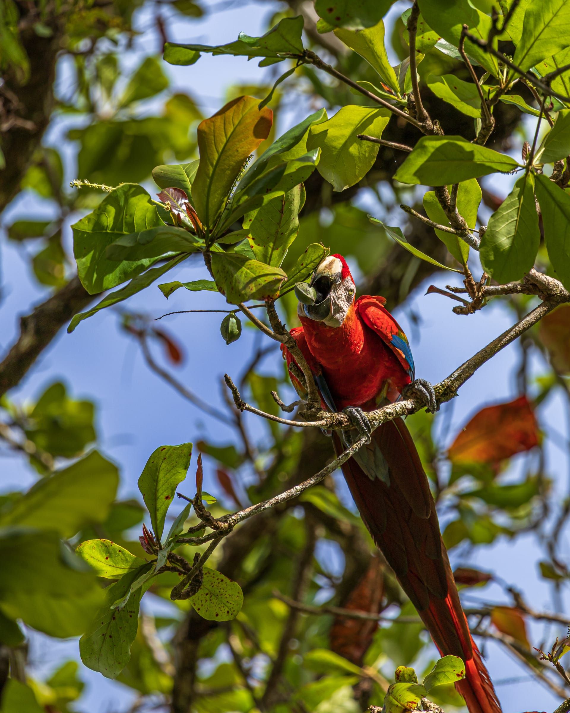 Scarlet macaw among green leaves