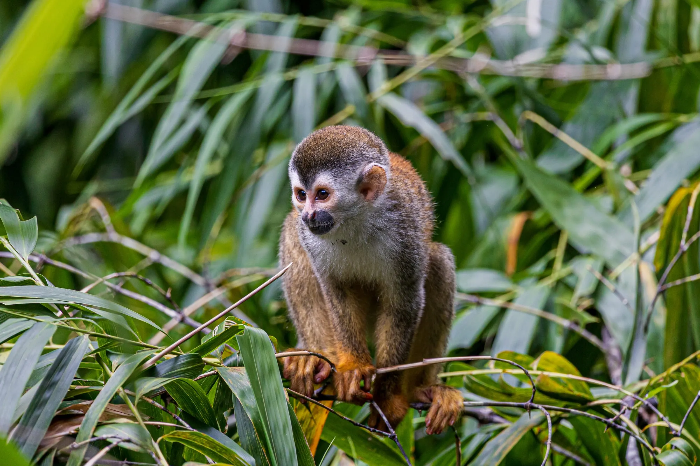 Central American squirrel monkey on a branch in the rainforest