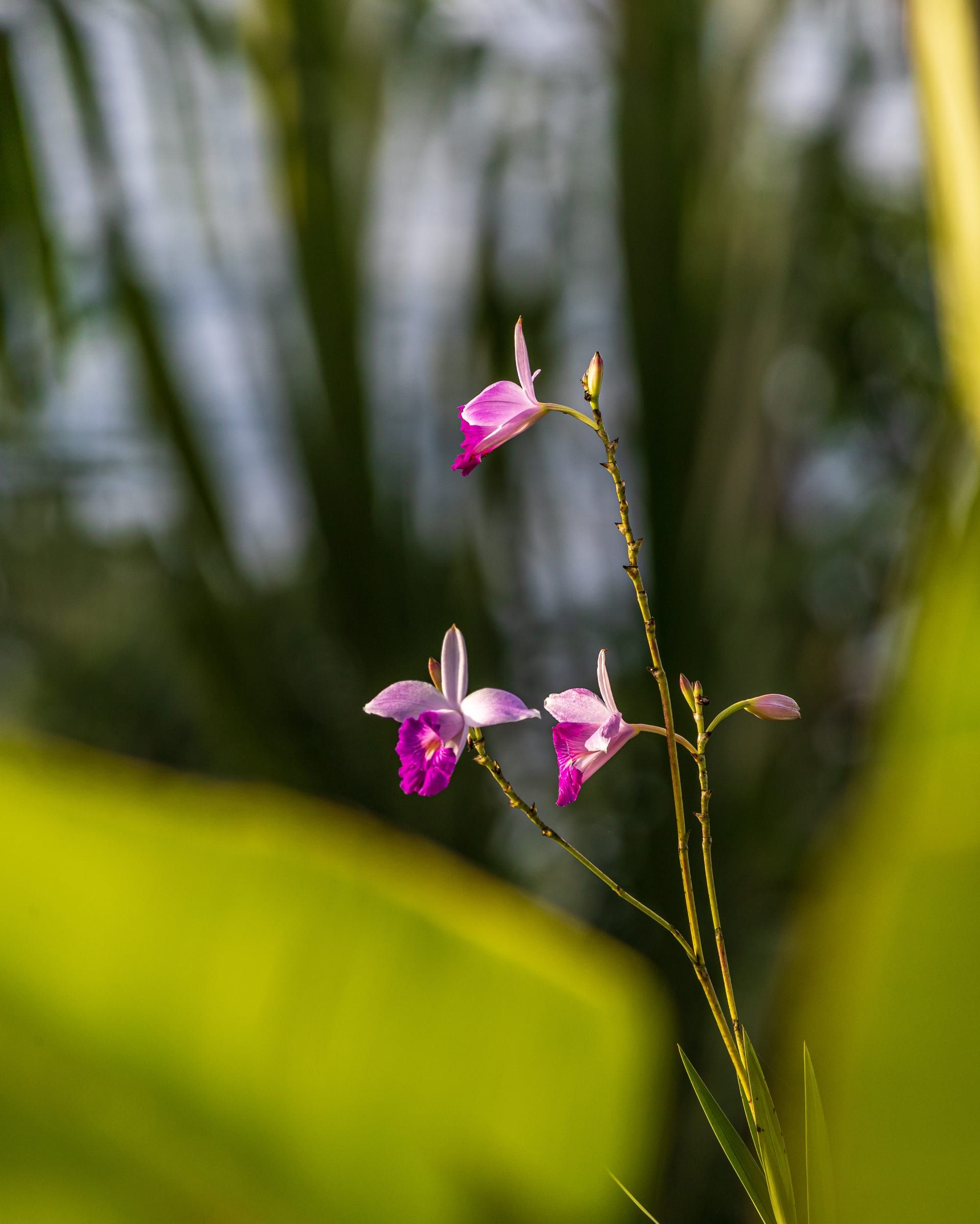 Purple orchids in the garden
