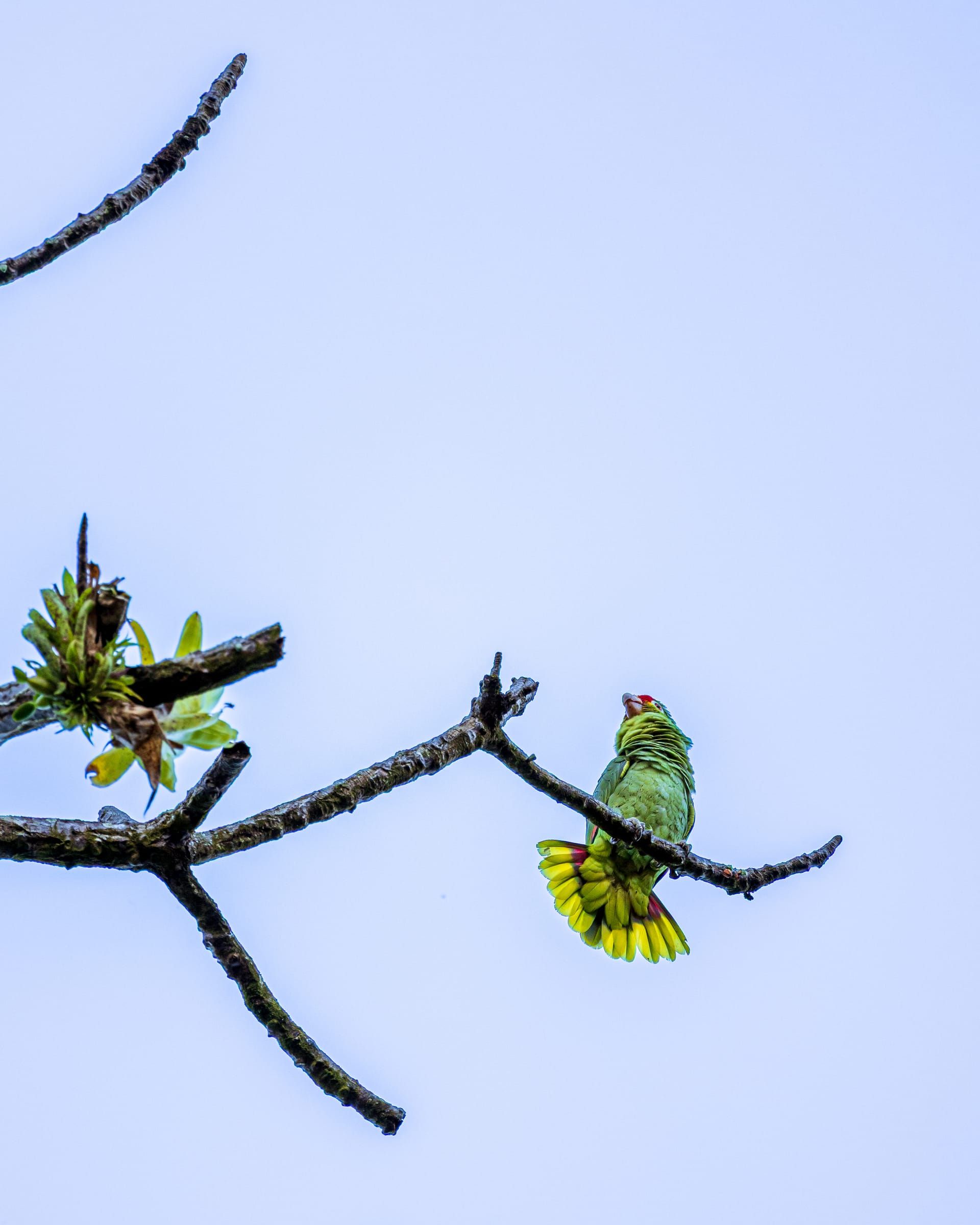 A green parrot on a bare branch