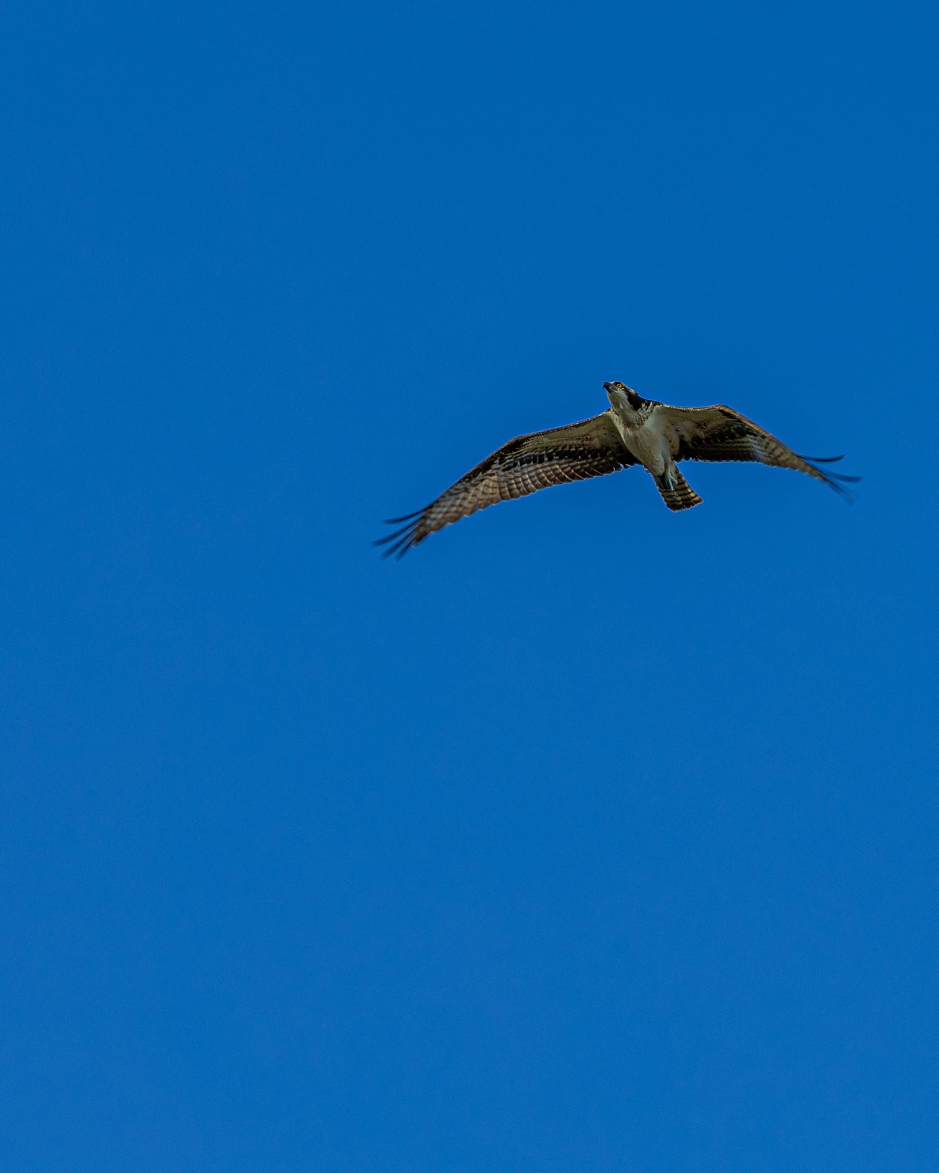 A bird of prey in flight against a blue sky