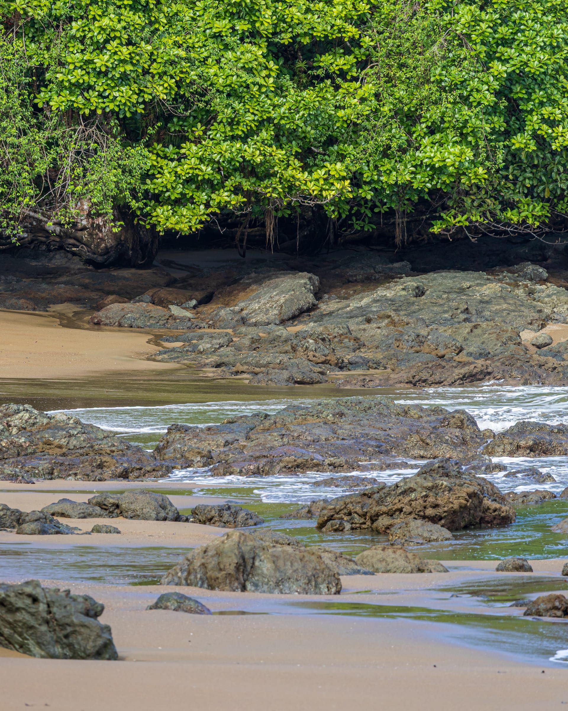 Rocks and sand at low tide below the forest