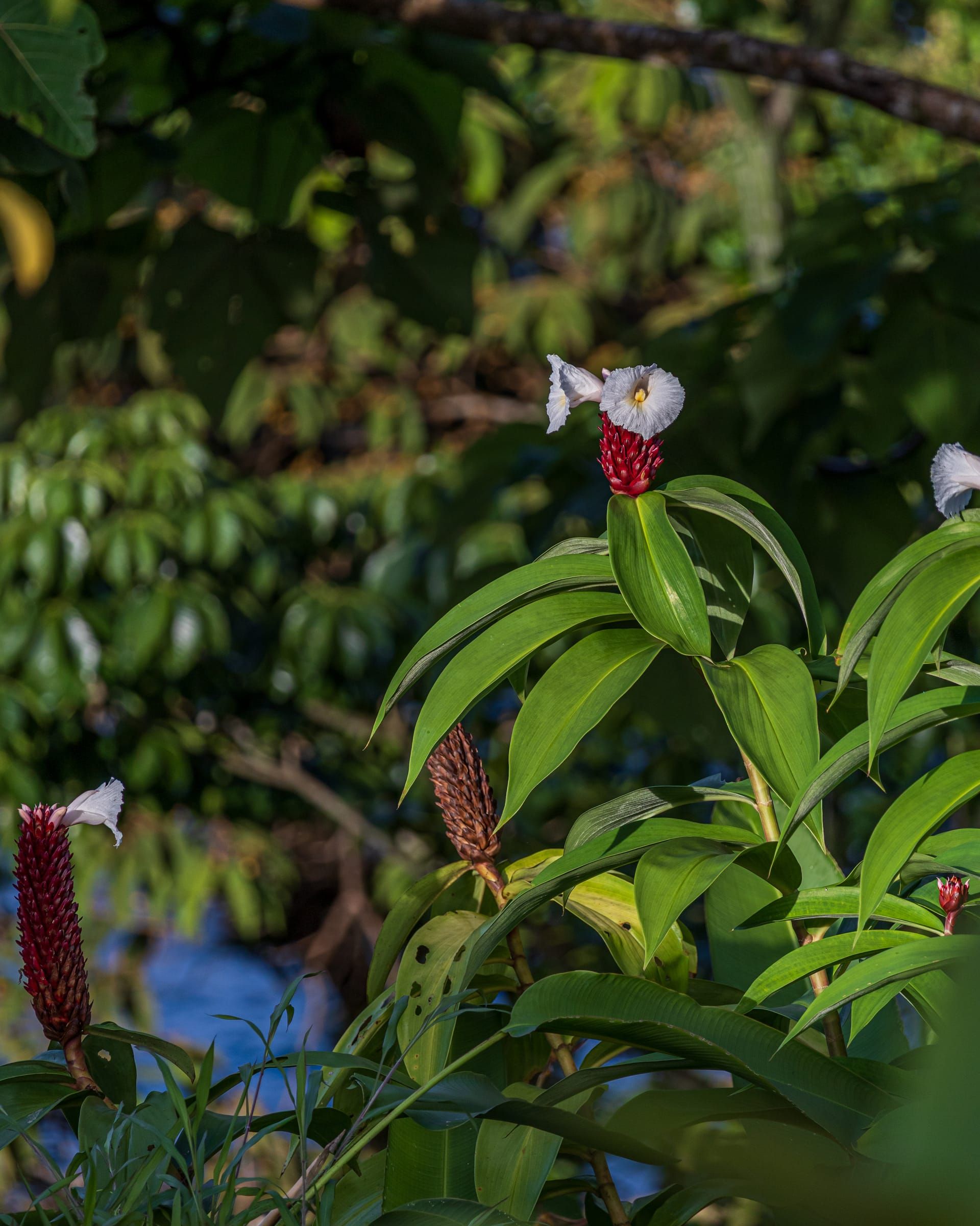 Red and white tropical flowers among green leaves