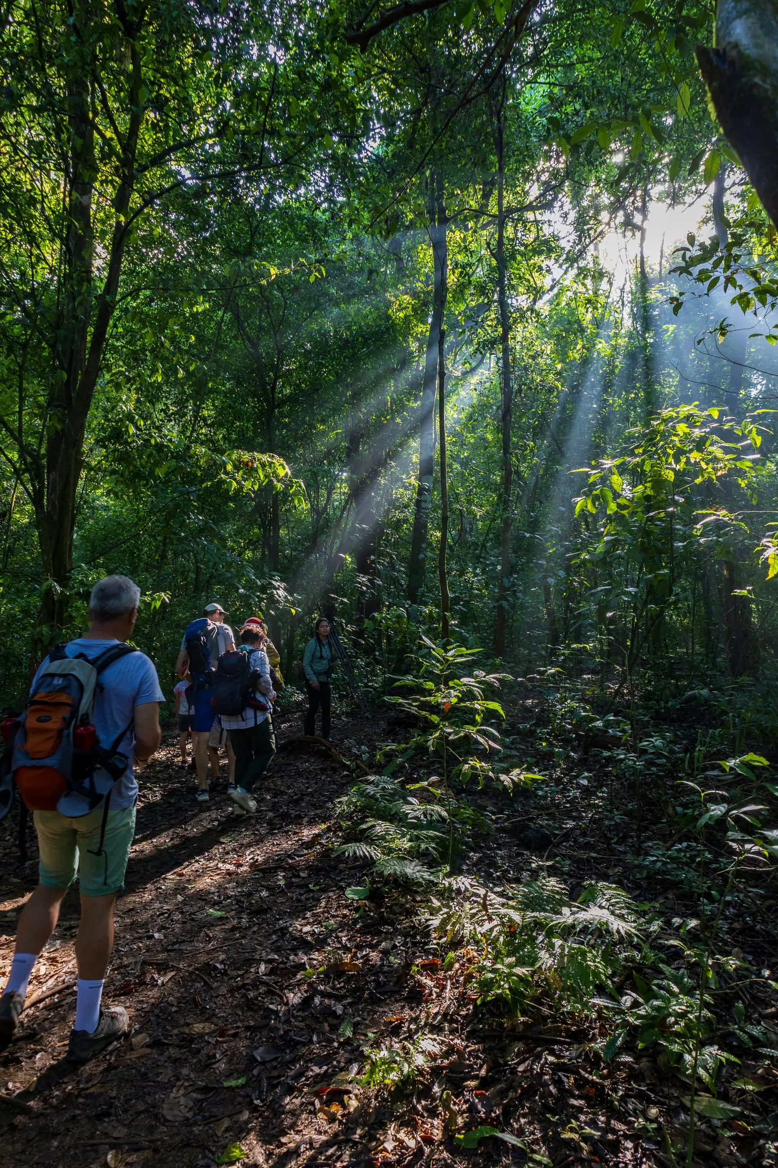 Guests on a guided walk through the rainforest, with sunbeams through the trees