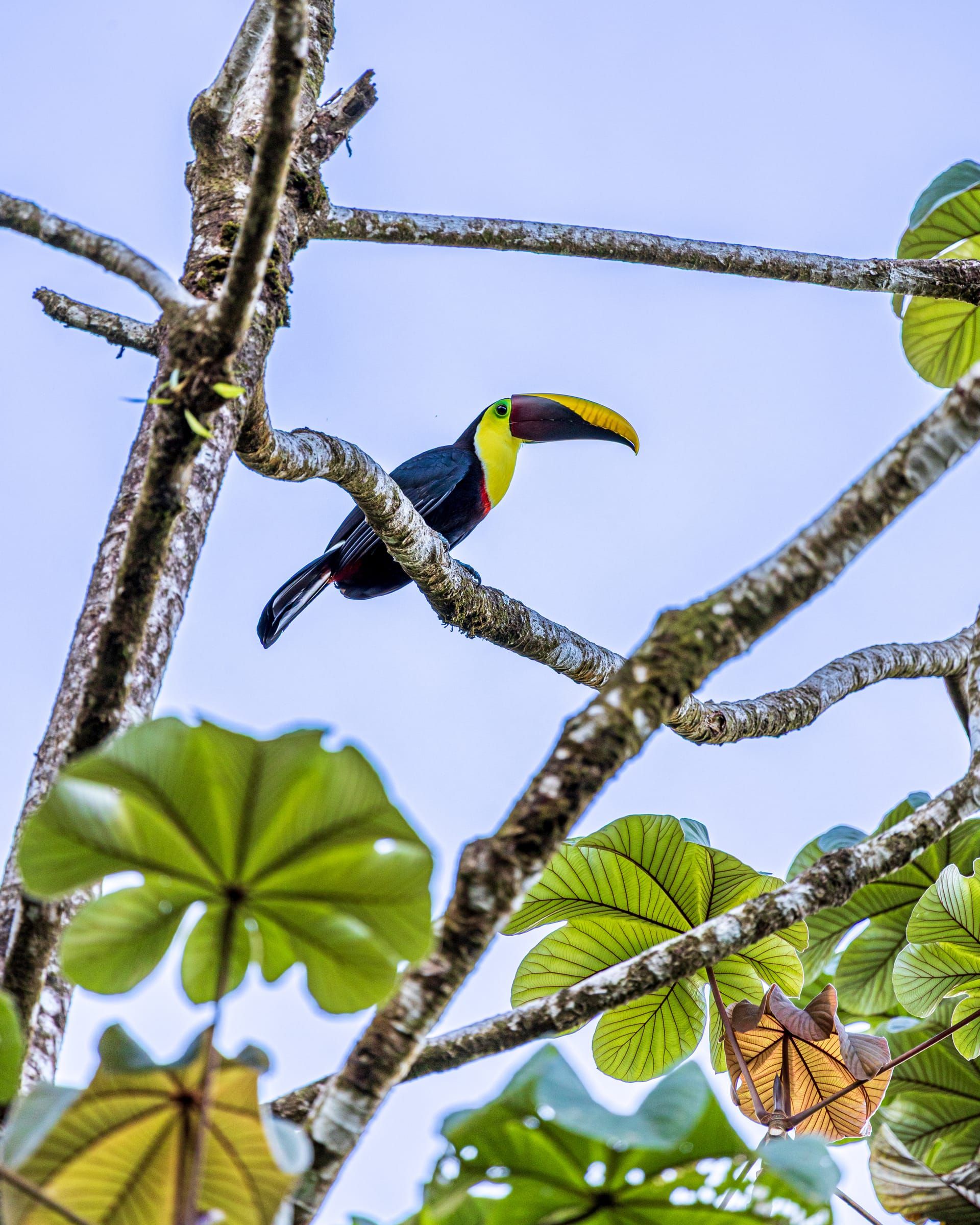 Chestnut-mandibled toucan perched in a tree