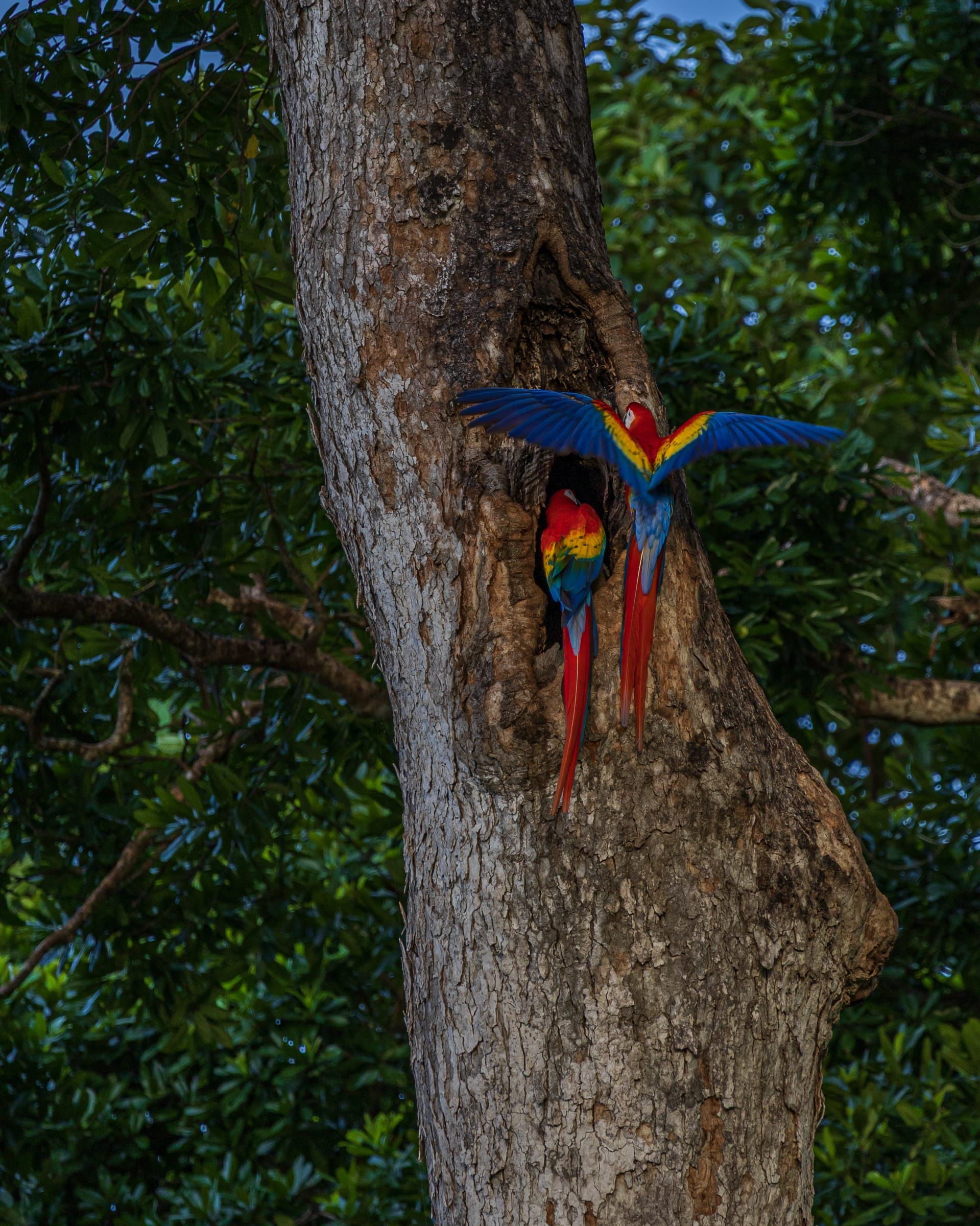 Scarlet macaws at their nest in a tree at the lodge