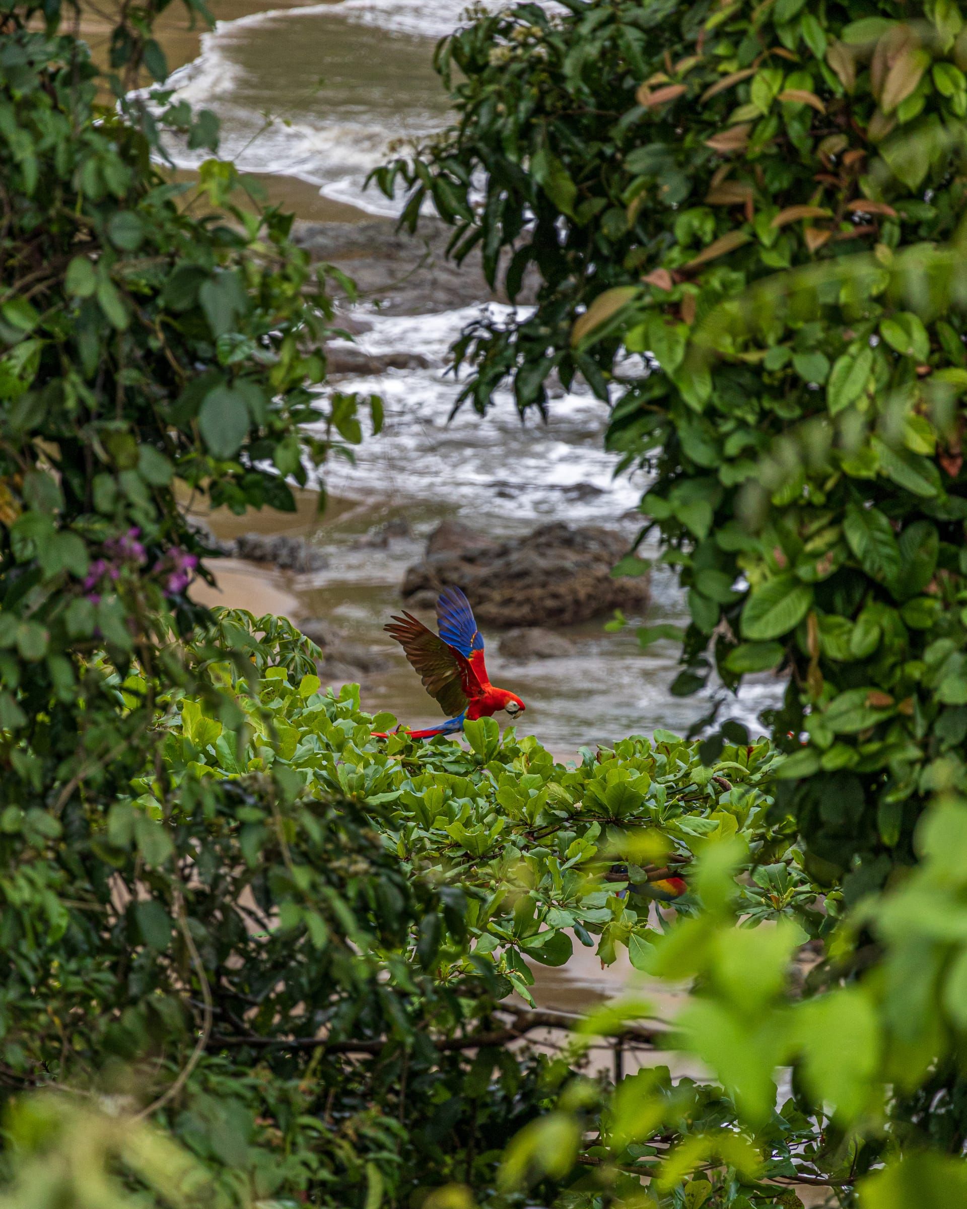 Scarlet macaw flying over a rainforest river