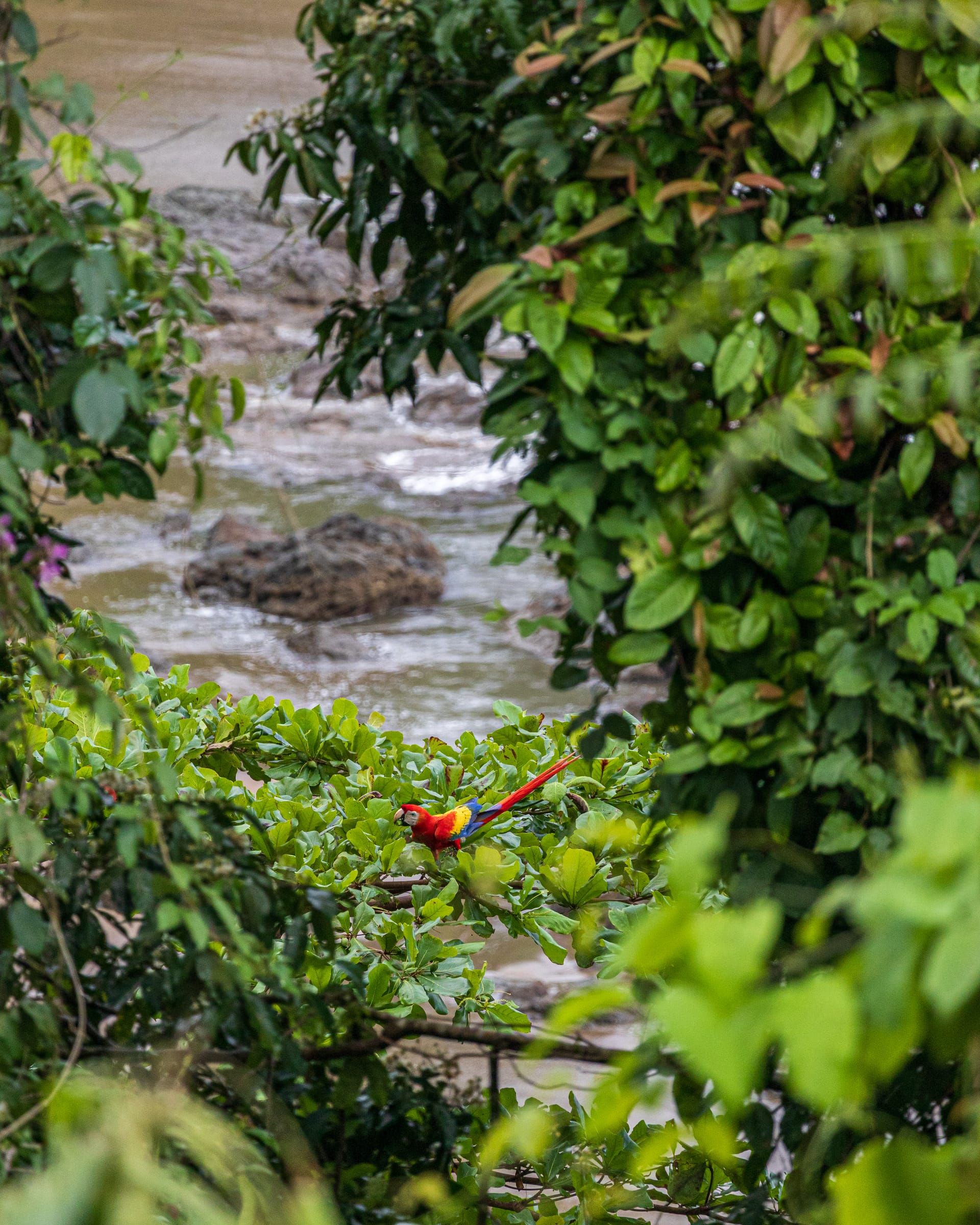 Scarlet macaw in the trees above a rocky river